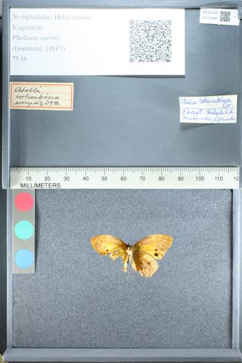 Media type: image;   Entomology 158966